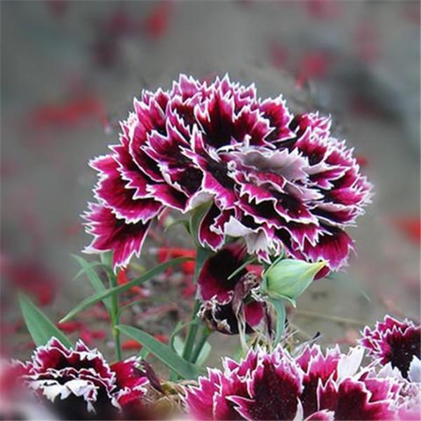 Clearance 25 Black Rose Dianthus Seeds