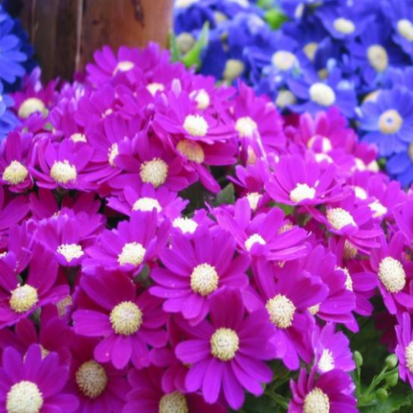100 pcs/pack Mix color Cineraria Seeds