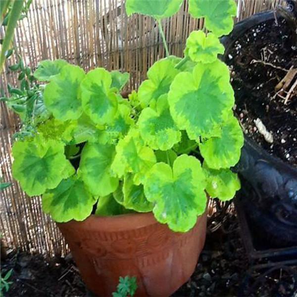 Geranium seeds(100 Seeds)