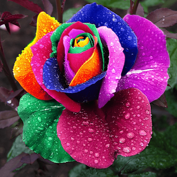 150 Rainbow Rose Seeds