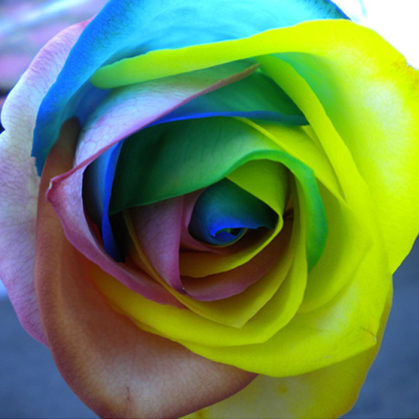 150 Rainbow Rose Seeds