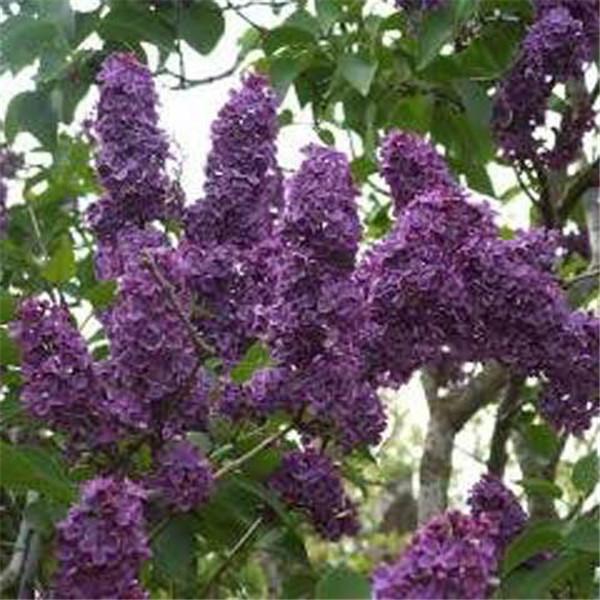 Clearance 250 French Syringa Flower Shrub Bush Seeds