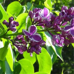 Clearance 250 French Syringa Flower Shrub Bush Seeds