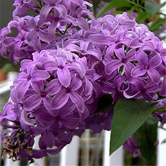 Clearance 250 French Syringa Flower Shrub Bush Seeds