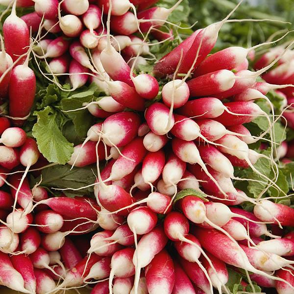 French Breakfast Radish (300 seeds)