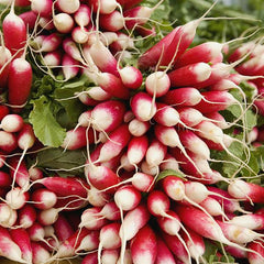 French Breakfast Radish (300 seeds)