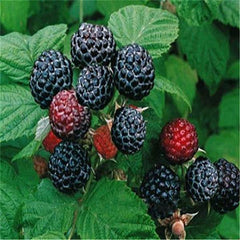Clearance 400 Raspberry Mixed Colors Rare Friut Seeds