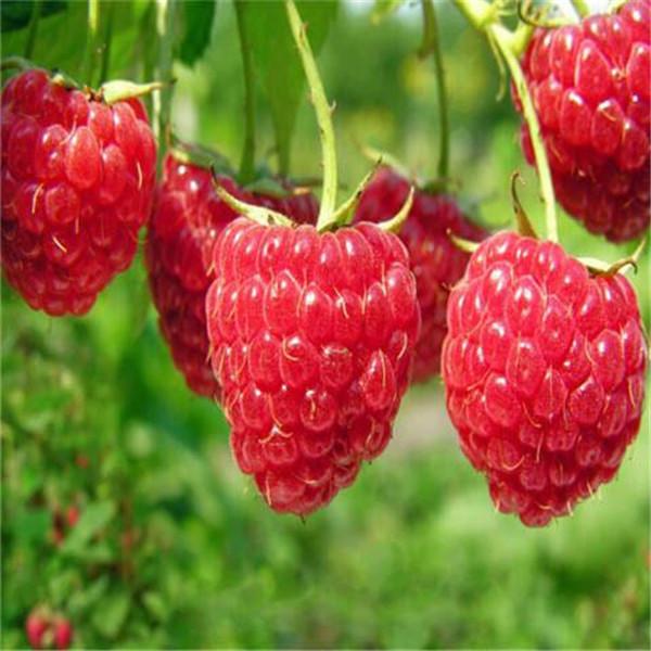 Clearance 400 Raspberry Mixed Colors Rare Friut Seeds