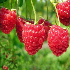 Clearance 400 Raspberry Mixed Colors Rare Friut Seeds