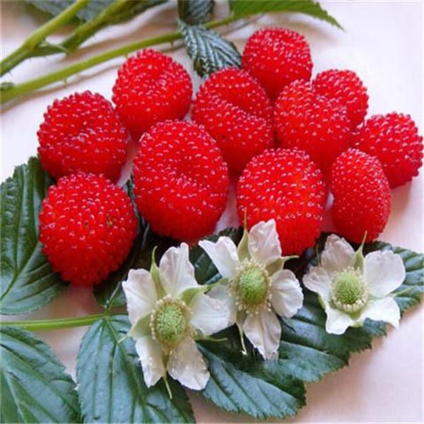 Clearance 400 Raspberry Mixed Colors Rare Friut Seeds