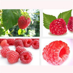Clearance 400 Raspberry Mixed Colors Rare Friut Seeds