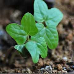 Hanging Petunia Mixed Seeds