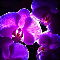 Clearance Phalaenopsis Seeds(50 seeds)