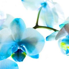 Clearance Phalaenopsis Seeds(50 seeds)
