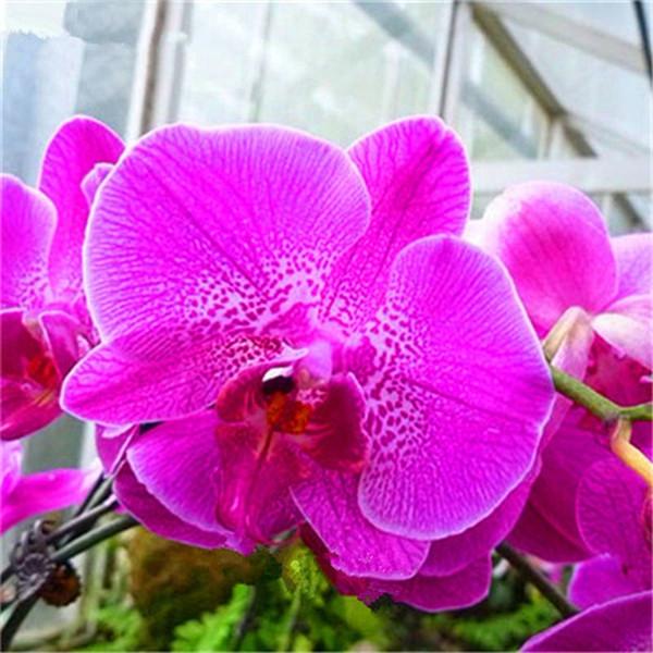Clearance Phalaenopsis Seeds(50 seeds)