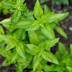 Italian Large Leaf Basil (100 Seeds)