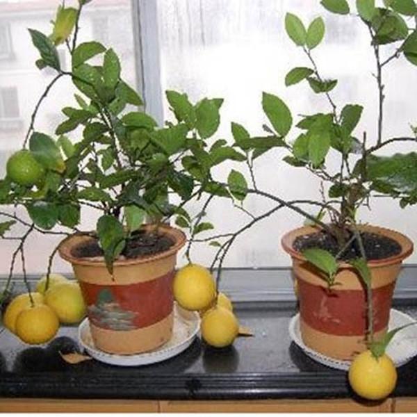 Lemon Tree (20 Seeds)