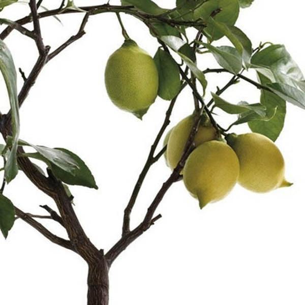 Lemon Tree (20 Seeds)