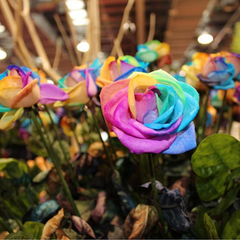 150 Rainbow Rose Seeds
