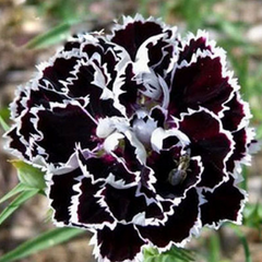 Clearance 25 Black Rose Dianthus Seeds