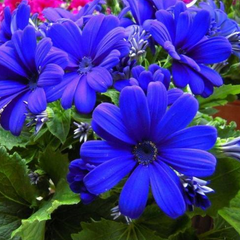100 pcs/pack Mix color Cineraria Seeds