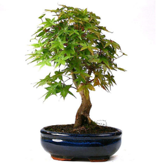 Meditation Bonsai Tree (15 Seeds)