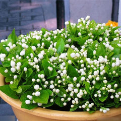 Jasmine Seeds (10 seeds)