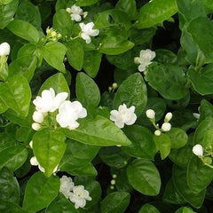 Jasmine Seeds (10 seeds)