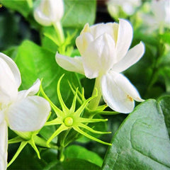 Jasmine Seeds (10 seeds)